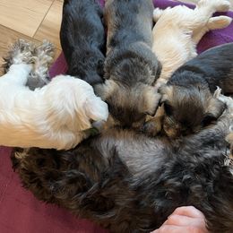 Miniature Schnauzer Puppies from Miles Family Schnauzers