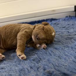 Mickey - Red  male Goldendoodle puppy in Fort Collins, Colorado from Front Range Family Doodles
