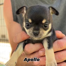 Curry (Apollo) - Black and tan male Chihuahua puppy in Grass Valley, California from Red Paw Chihuahuas