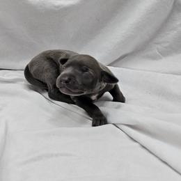 Blue Female - Blue female Italian Greyhound puppy in Newalla, Oklahoma from Heartland Iggys