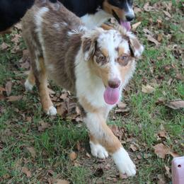 Celina - Red merle female Australian Shepherd puppy in Kansas, Oklahoma from Windy G Farm