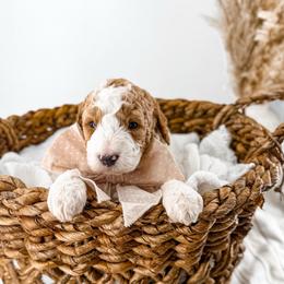 Hattie's Last Chapter- Verse - Parti male Goldendoodle puppy in Russell Springs, Kentucky from Milk & Honey Doodles