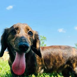 Royce - Dachshund