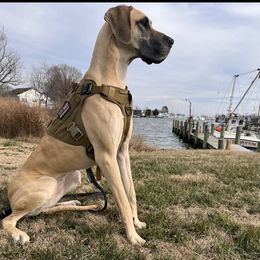 Medic - Great Dane