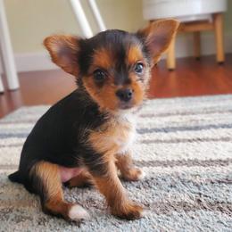 Biewer Terrier and Yorkshire Terrier Puppies from 1.StarDreamPups