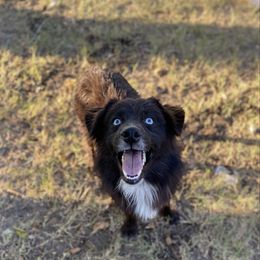 Miniature Australian Shepherd puppies from Stone N Rose Kennels