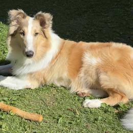 Collie All Grown Up from Tucker Creek Collies