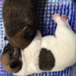 French Bulldog Puppies from PNW French Bulldogs