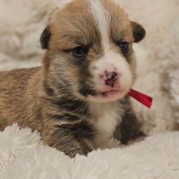 Boy 5 Arthur - Red male Pembroke Welsh Corgi puppy in Corvallis, Montana from Montana Corgi Corral