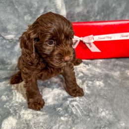 Hershey - Chocolate male Australian Labradoodle puppy in Avon, Indiana from Forever Friends Labradoodles