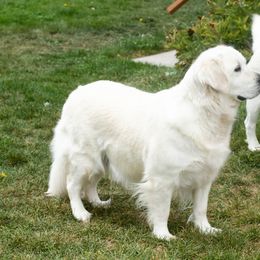 Ash - Golden Retriever
