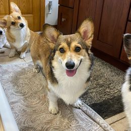 Parsley - Pembroke Welsh Corgi