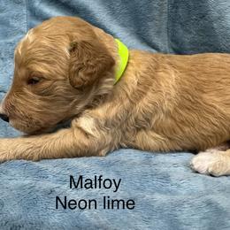 Malfoy - Apricot male Goldendoodle puppy in Golden, Colorado from Golden Mesa Doodles