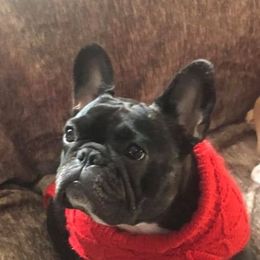French Bulldog All Grown Up from Kathy Cardoso
