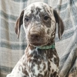 Jewel Finklestein (Teal Collar) Homozygous LUA - White and liver brown female Dalmatian puppy in Raymondville, Missouri from Wagner's Dalmatian's