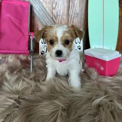 Shorkie Puppies from Shorkies R Us Breeding