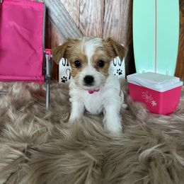 Shorkie Puppies from Shorkies R Us Breeding