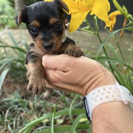 Winnie - Black and tan female Yorkshire Terrier puppy in Jayess, Mississippi from Barbara Clark