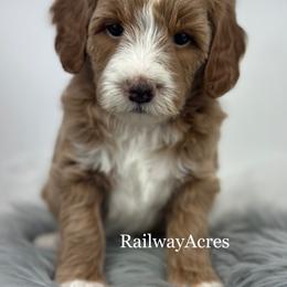 Trixie - Apricot female Goldendoodle puppy in Milford, Indiana from Railway Acres Kennel