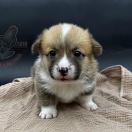 AppleJacks - Red male Pembroke Welsh Corgi puppy in Elberta, Utah from 3F Farms- Pembroke Welsh Corgis and Irish Wolfhounds