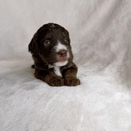 Fields - Red tri-color male Aussiedoodle puppy in Burbank, Ohio from Berns & Doodles