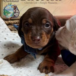 Grimace - Chocolate and tan male Dachshund puppy in Fayetteville, West Virginia from Loop Creek Dachshunds