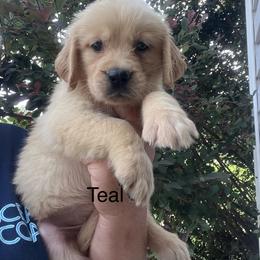 Teal collar - Golden female Golden Retriever puppy in Jesup, Georgia from Painted Platinum Retrievers (Painted Platinum Kennel) PPK