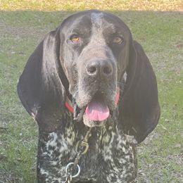 Rip - Bluetick Coonhound