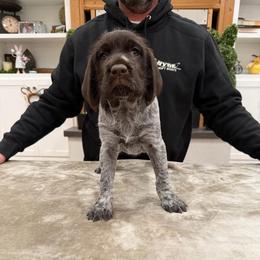 Girl 1 - Brown and gray female Wirehaired Pointing Griffon puppy in Shelley, Idaho from Western Gundogs