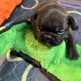 Carter - Brindle and white male French Bulldog puppy in Neenah, Wisconsin from Mimosa Acres French Bulldogs LLC