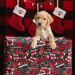 Labrador Retriever Puppies from Sun Ridge Labradors