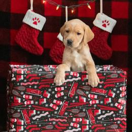 Labrador Retriever Puppies from Sun Ridge Labradors