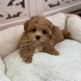 Zara - Apricot female Maltipoo puppy in Bellingham, Washington from My Sweet Poodles and Doodles