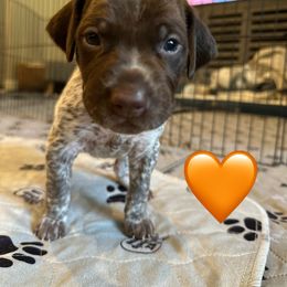 Andy-Orange Collar - Liver and white male German Shorthaired Pointer puppy in Conroe, Texas from Tipsy Rabbit GSP TopDog Kennel