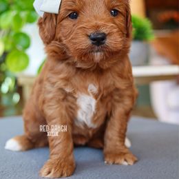 Sugar Plum - Red  female Goldendoodle puppy in Salado, Texas from Red Ranch Dogs