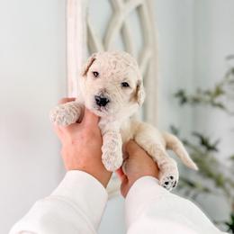 Fairfield - Cream male Goldendoodle puppy in Greencastle, Indiana from Willow & Co.