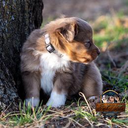 Miniature American Shepherd, Miniature Australian Shepherd, and Toy Australian Shepherd Puppies from Best Little Aussies