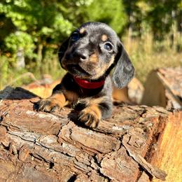 Jam - Black and tan male Dachshund puppy in Delano, Tennessee from Olive Branch Acres