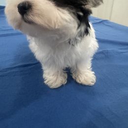Maltese, Morkie, Poodle, Yorkipoo, and Yorkshire Terrier Puppies from Amy's puppy Love
