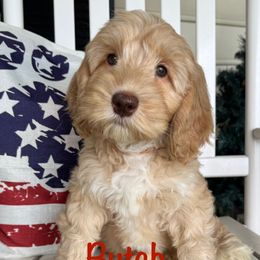 Butch - Red male Australian Labradoodle puppy in Eastover, North Carolina from Joyful Hearts Australian Labradoodles
