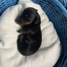 Dachshund Puppies from L & A Dachshunds