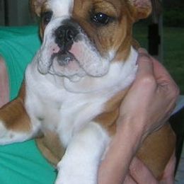 Bulldogs and French Bulldogs from Superb Bulldogs