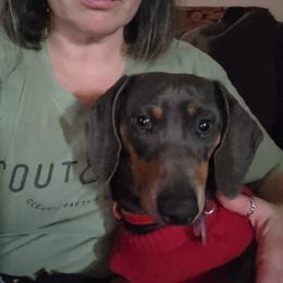 Australian Shepherd and Dachshund All Grown Up from Santina Bourland