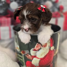 Marilyn - Brown female Double Doodle puppy in Prescott Valley, Arizona from Ramirez Family Doodles