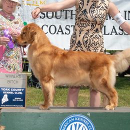 ALLIE - Golden Retriever