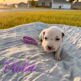 Violet - White and black female Dalmatian puppy in Mount Vernon, Missouri from Spots & Spirals