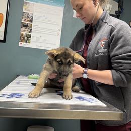 Freya-S - Black and cream female German Shepherd puppy in Perkasie, Pennsylvania from Twila Ruth Herot