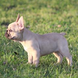 Fawn Female - Fawn female French Bulldog puppy in Tyler, Texas from Texas Top Notch Frechies