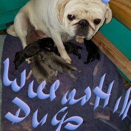 Pug Puppies from Annie's Willow Hill Pugs