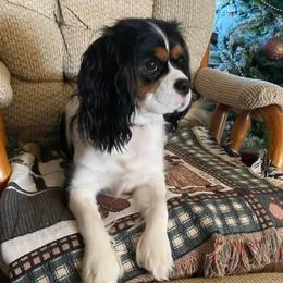 Cavalier King Charles Spaniels from Chris' Cavalier King Charles Spaniels